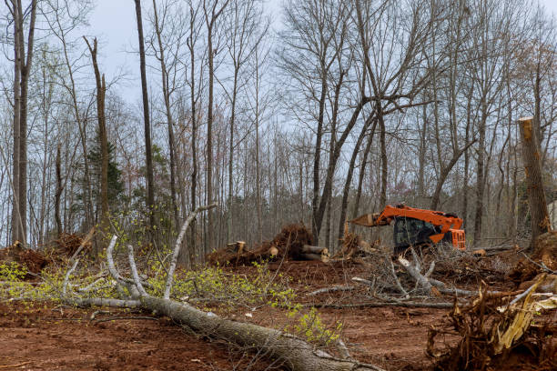 Reliable Egypt, PA Tree Care Solutions