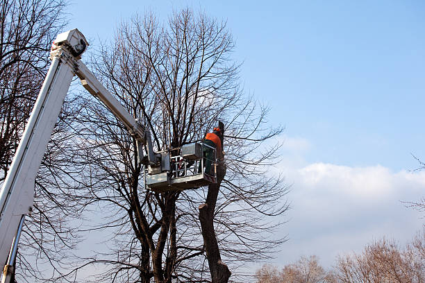 Best Seasonal Cleanup (Spring/Fall)  in Egypt, PA